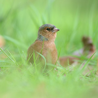 BUITEN BEELD Foto: 227248