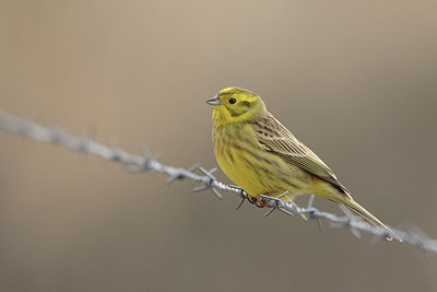 BUITEN BEELD Foto: 227275