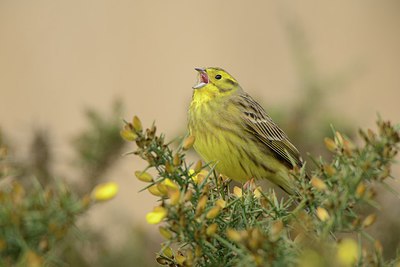 BUITEN BEELD Foto: 227279