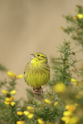 BUITEN BEELD Foto: 227282