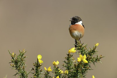 BUITEN BEELD Foto: 227323