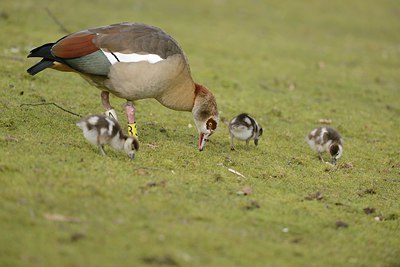 BUITEN BEELD Foto: 227325