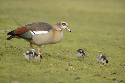 BUITEN BEELD Foto: 227326