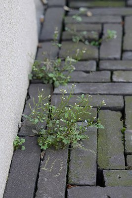 BUITEN BEELD Foto: 227363