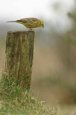 BUITEN BEELD Foto: 227375