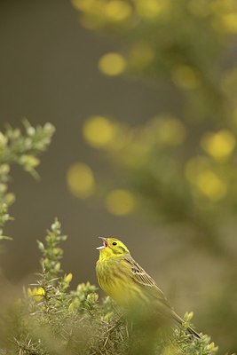 BUITEN BEELD Foto: 227378