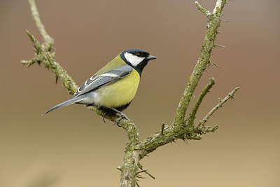 BUITEN BEELD Foto: 227397