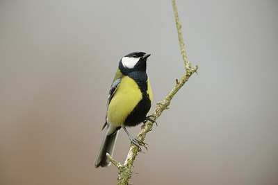 BUITEN BEELD Foto: 227399