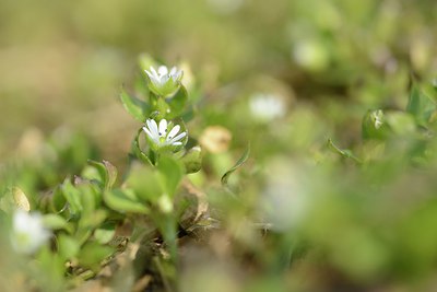 BUITEN BEELD Foto: 227401