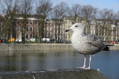 BUITEN BEELD Foto: 227402