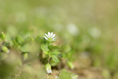 BUITEN BEELD Foto: 227404