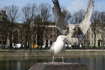 BUITEN BEELD Foto: 227405