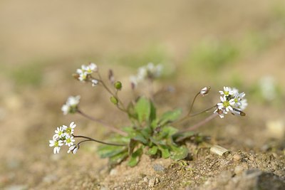 BUITEN BEELD Foto: 227408