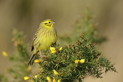 BUITEN BEELD Foto: 227421
