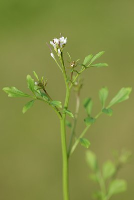 BUITEN BEELD Foto: 227426