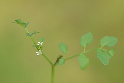 BUITEN BEELD Foto: 227441