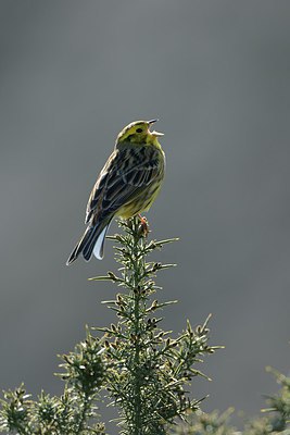 BUITEN BEELD Foto: 227453