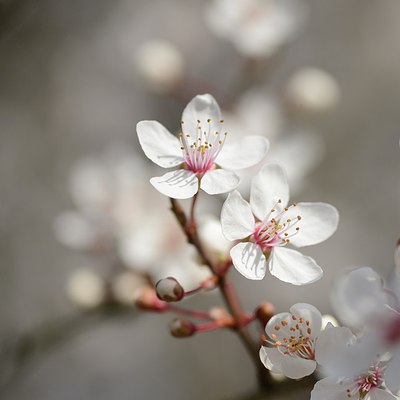 BUITEN BEELD Foto: 227454