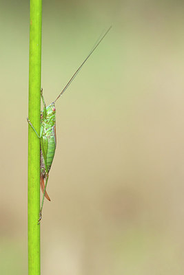 BUITEN BEELD Foto: 227476