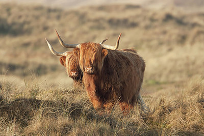 BUITEN BEELD Foto: 227482