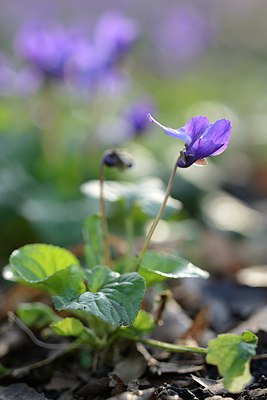BUITEN BEELD Foto: 227490