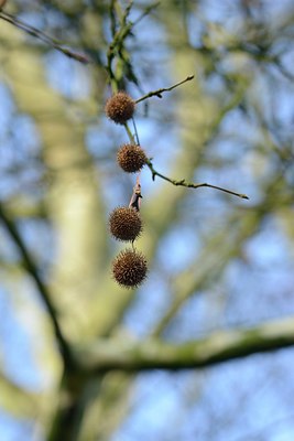 BUITEN BEELD Foto: 227493