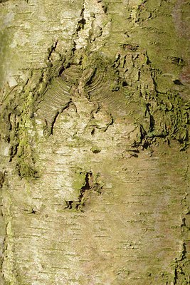 BUITEN BEELD Foto: 227509