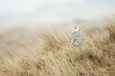 BUITEN BEELD Foto: 227516
