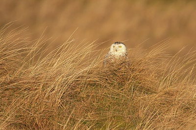 BUITEN BEELD Foto: 227538