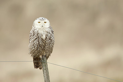 BUITEN BEELD Foto: 227549