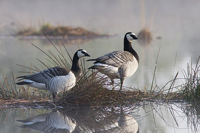 BUITEN BEELD Foto: 227558