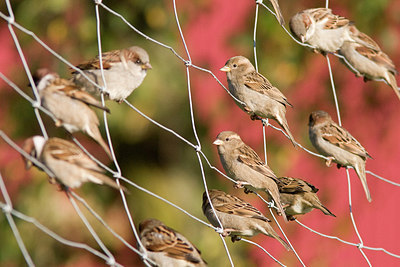 BUITEN BEELD Foto: 227573