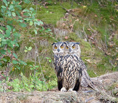 BUITEN BEELD Foto: 227608
