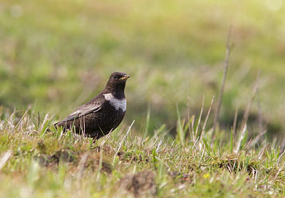 BUITEN BEELD Foto: 227641