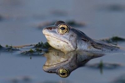 BUITEN BEELD Foto: 227656