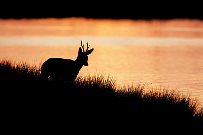 BUITEN BEELD Foto: 227664