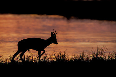 BUITEN BEELD Foto: 227666