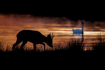 BUITEN BEELD Foto: 227668
