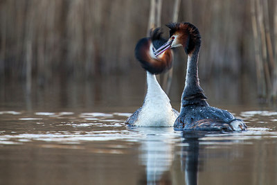 BUITEN BEELD Foto: 227670