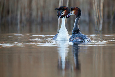 BUITEN BEELD Foto: 227671