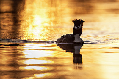 BUITEN BEELD Foto: 227673