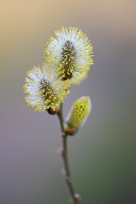 BUITEN BEELD Foto: 227674
