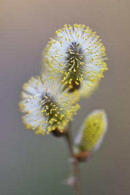 BUITEN BEELD Foto: 227675