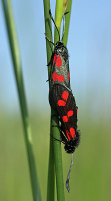 BUITEN BEELD Foto: 227683