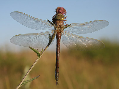 BUITEN BEELD Foto: 227695