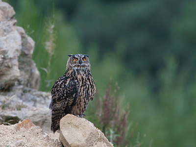 BUITEN BEELD Foto: 227699