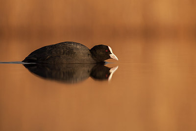 BUITEN BEELD Foto: 227713