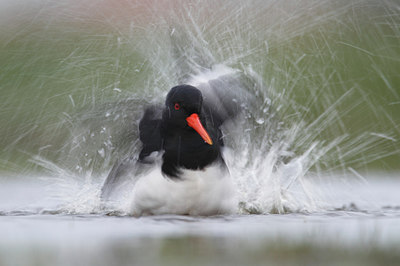 BUITEN BEELD Foto: 227714