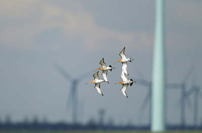 BUITEN BEELD Foto: 227732