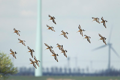BUITEN BEELD Foto: 227734